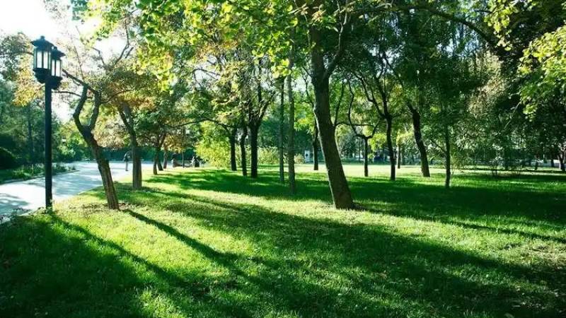 jinnianhui 金年会 发展历程起步阶段苗圃记录
